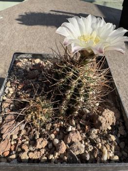 Gymnocalycium spec.